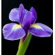 Afbeelding in Gallery-weergave laden, Dames - Parfum Celebrity W. - 100 ml!
