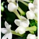 Afbeelding in Gallery-weergave laden, Dames - Parfum Iris- 15 ml
